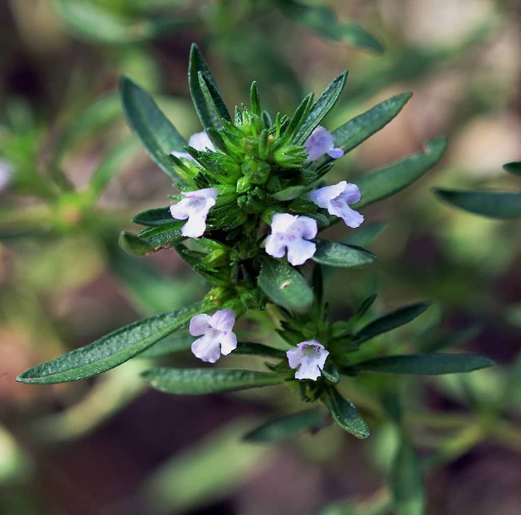 Propagation of Summer Savory