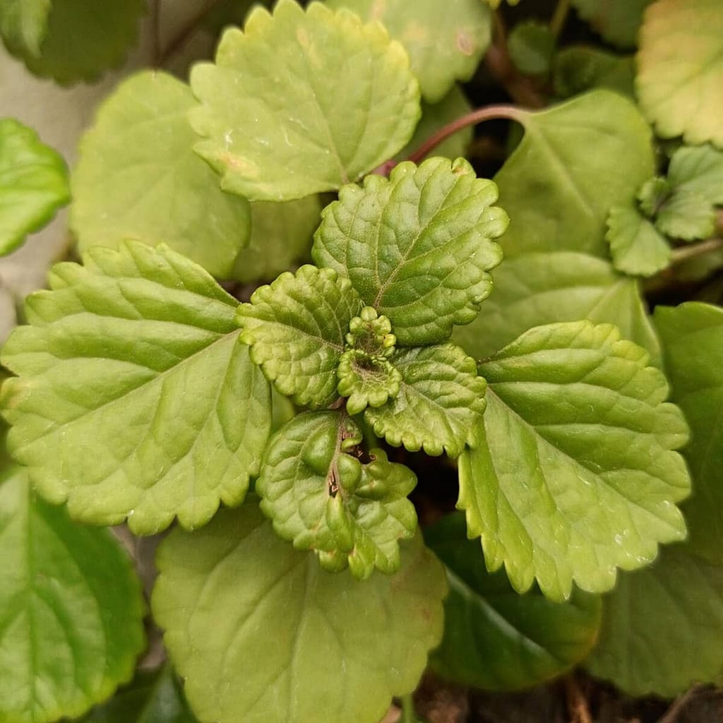 How to Propagate Swedish Ivy