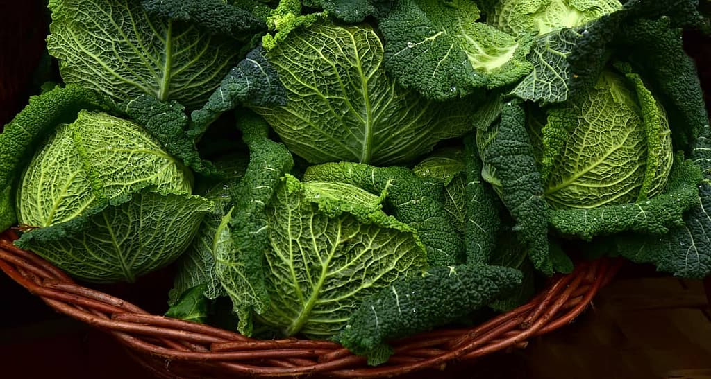 Brassicas - Harvesting Vegetables