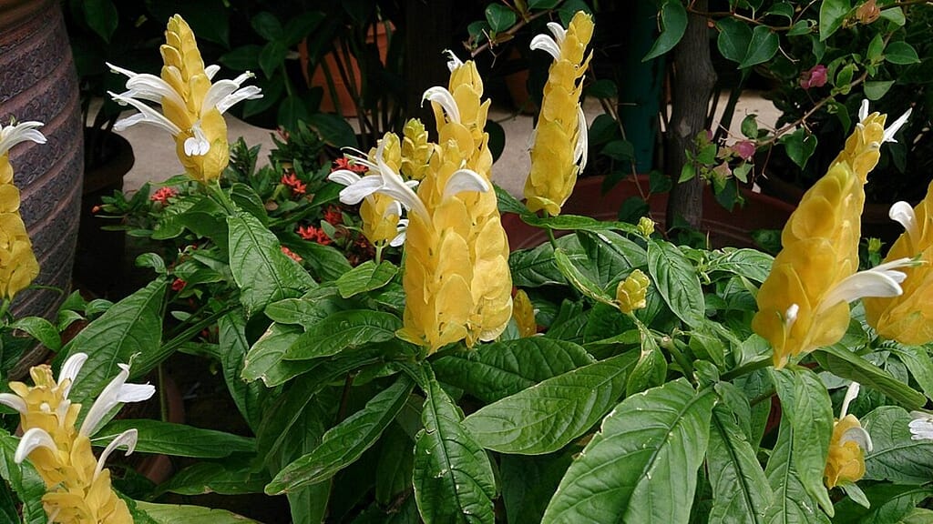 Characteristics of Golden Shrimp Plants