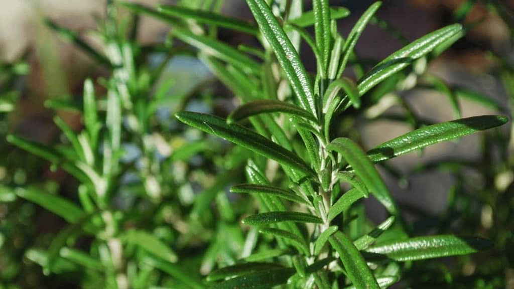 Summer Savory - Featured Image