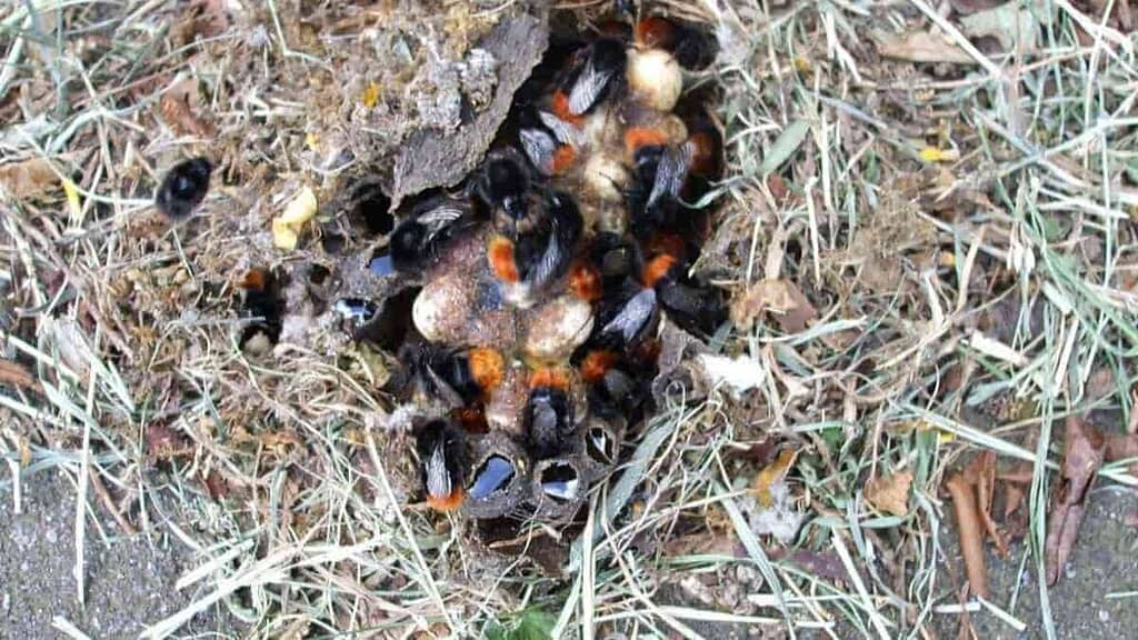 Life cycle of Bumblebees