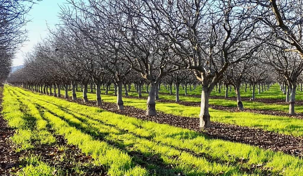 Nurturing Your Pistachio Trees - A Climate Conscious Approach