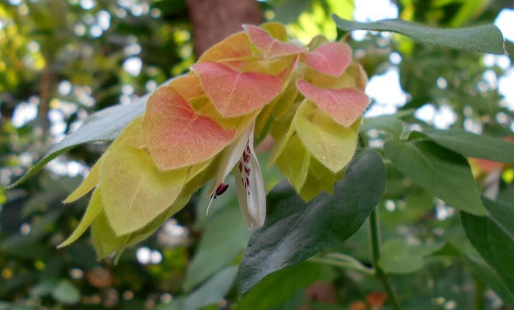 Caring Shrimp Plants