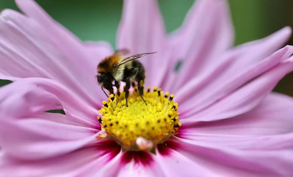 Pollination and Self-Fruitful Fruits