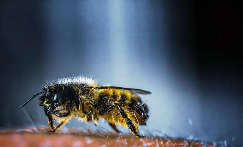 Unique Appearance of Bumblebees