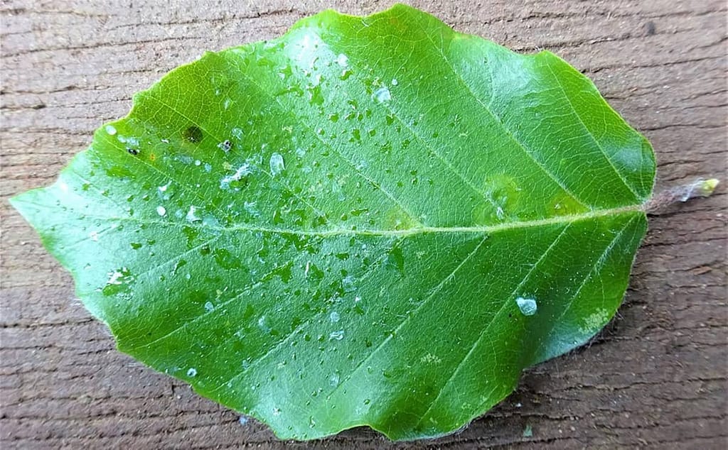 Symptoms of Aphid Infections
