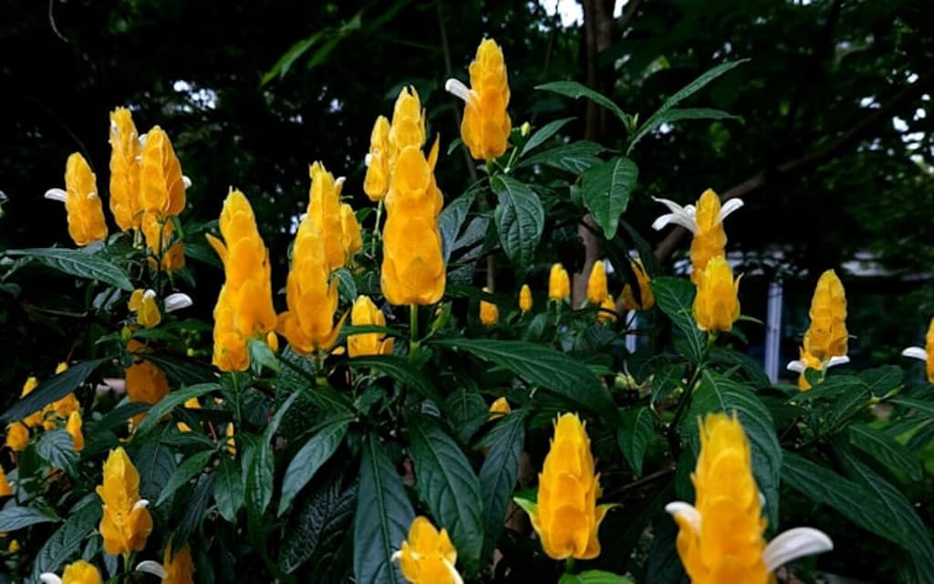 Golden Shrimp plants - Featured image