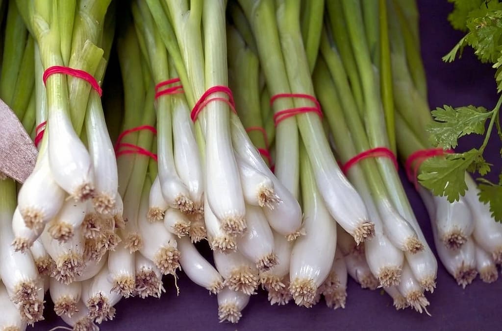 Propagating Bunching Onions