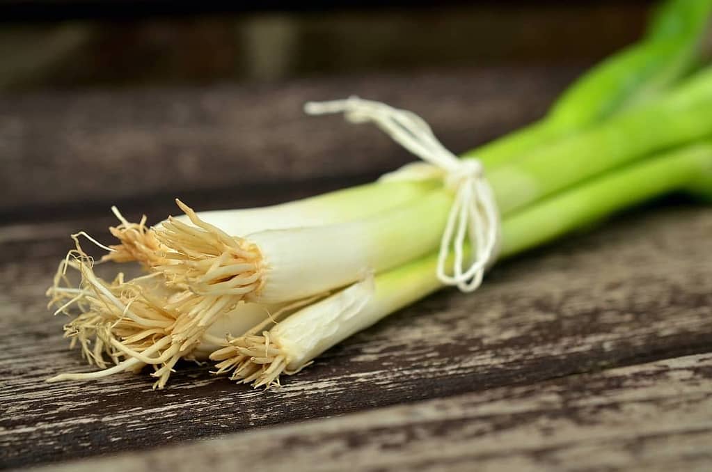 Bunching Onions - Featured Image