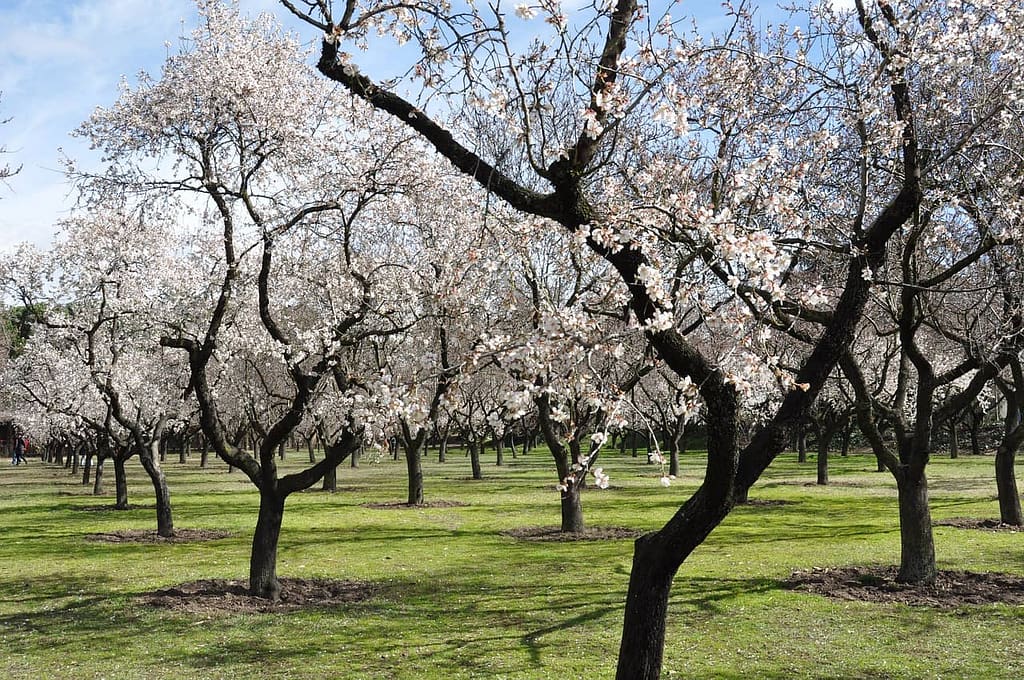 Description of Almond Trees