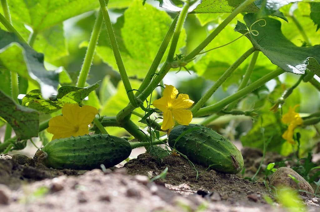 Cucumbers - Harvesting Vegetables