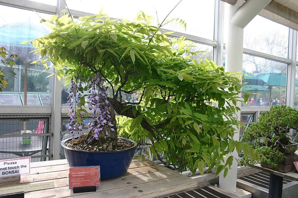 Caring for Wisteria Bonsai Trees