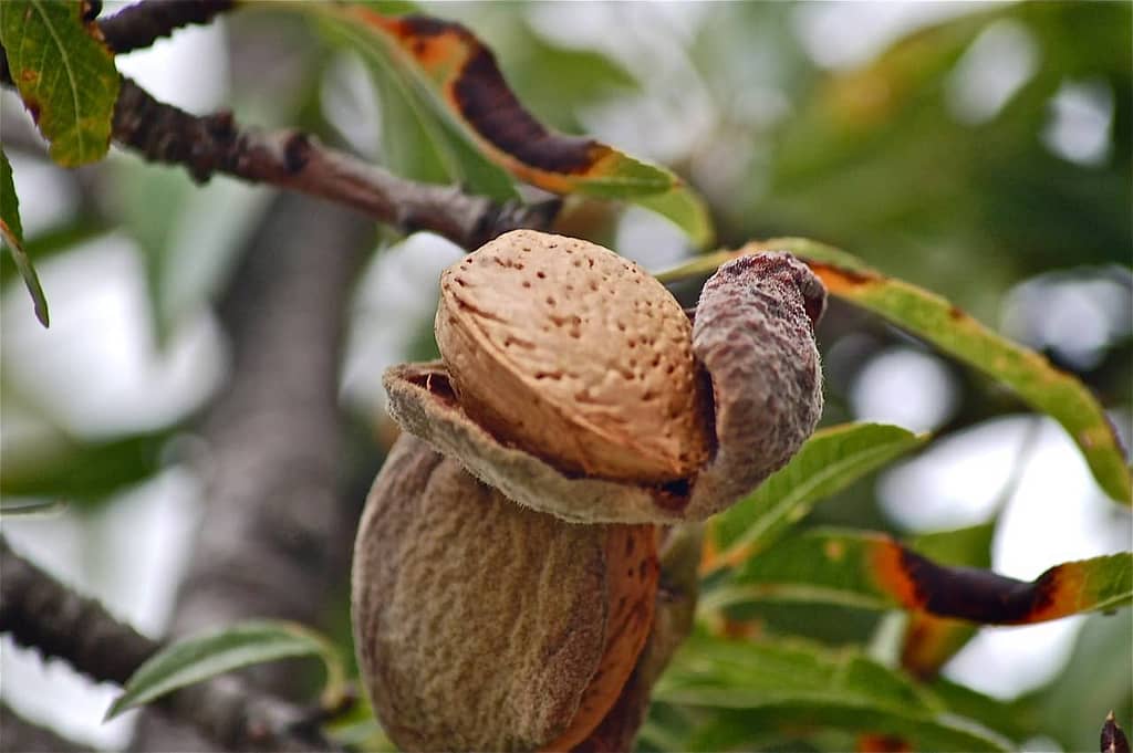 Harvesting and Storing Nuts from almond trees