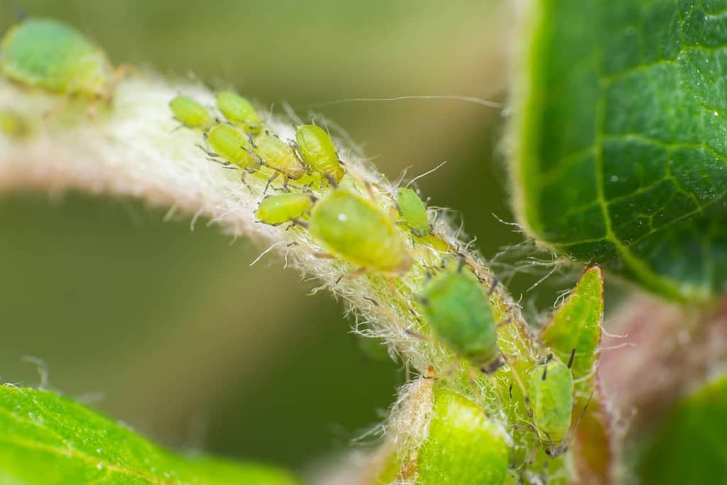 Common Pests and Plant Diseases