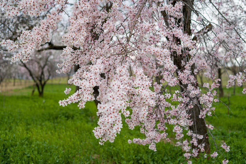 almond trees - Featured Image