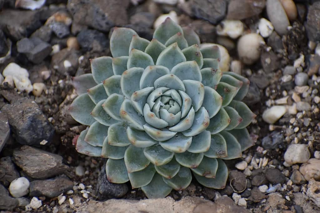 echeveria- featured Image