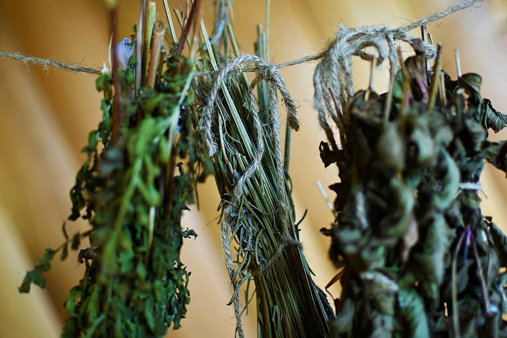 Drying Herbs