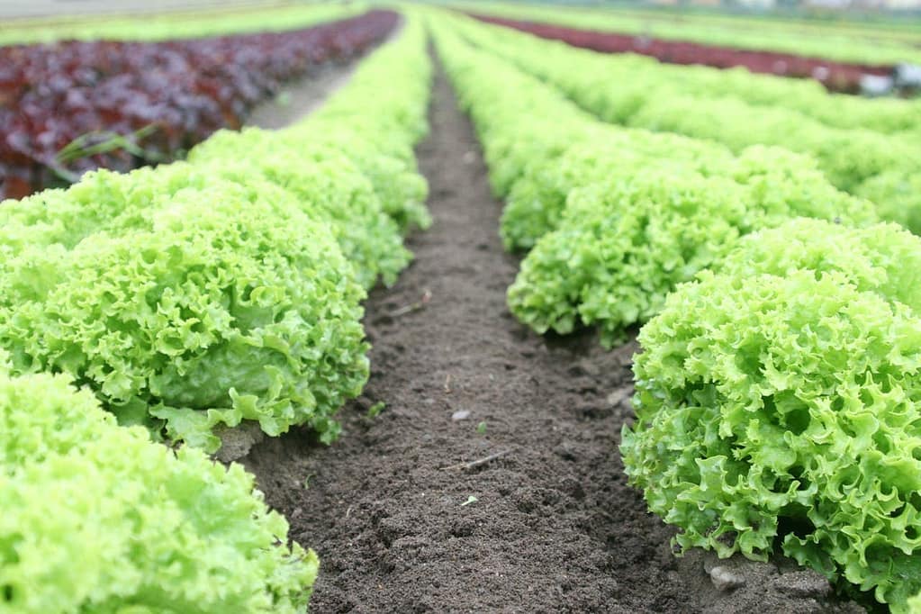 Row Cropping - vegetable garden