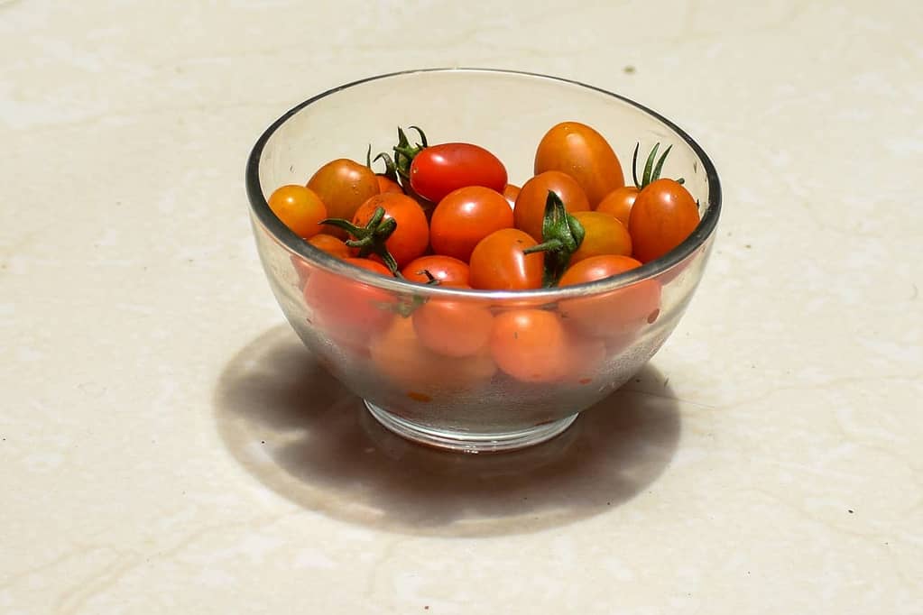 Tomatillos - Harvesting Vegetables