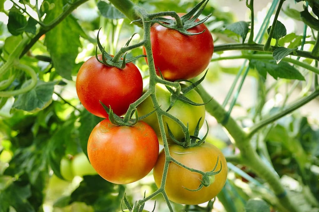 Tomatoes