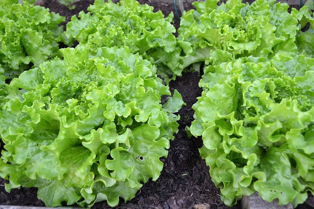 lettuce plant - Harvesting Vegetables