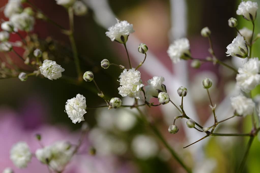 Baby's Breath Plants - Featured Image