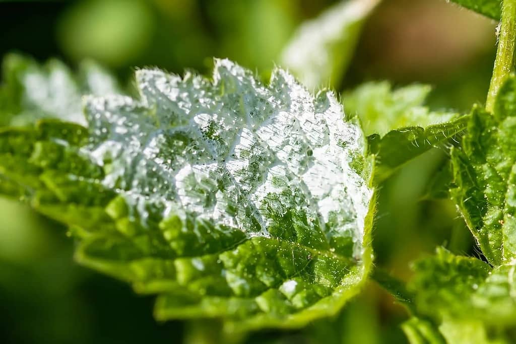 Featured Image - Powdery Mildew