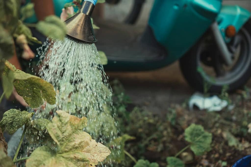 Watering Plants