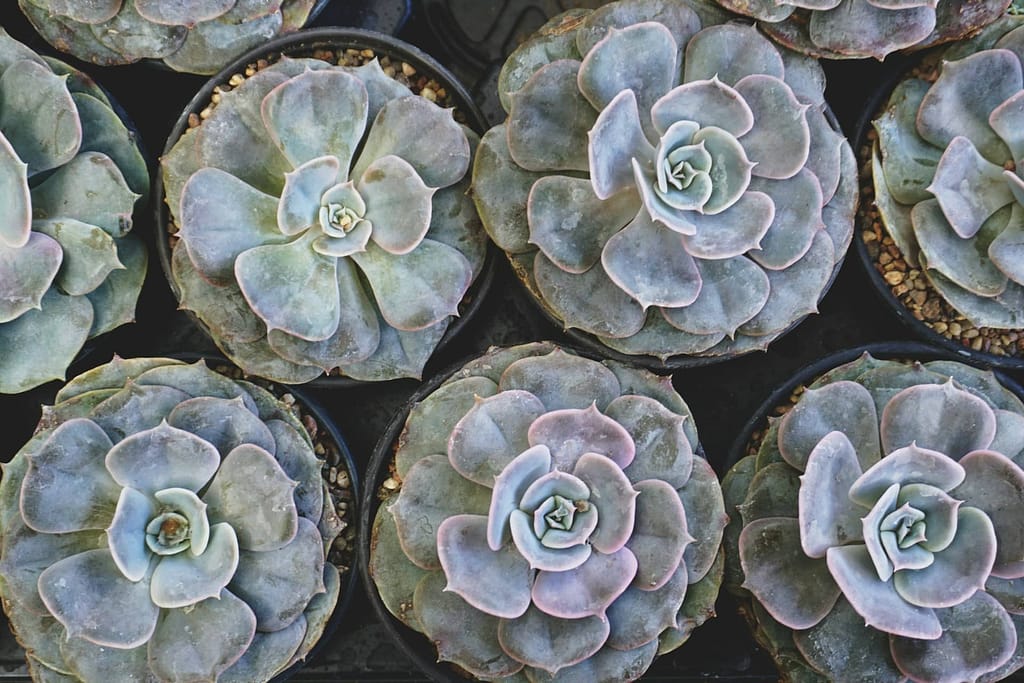 Description of Echeveria Plants