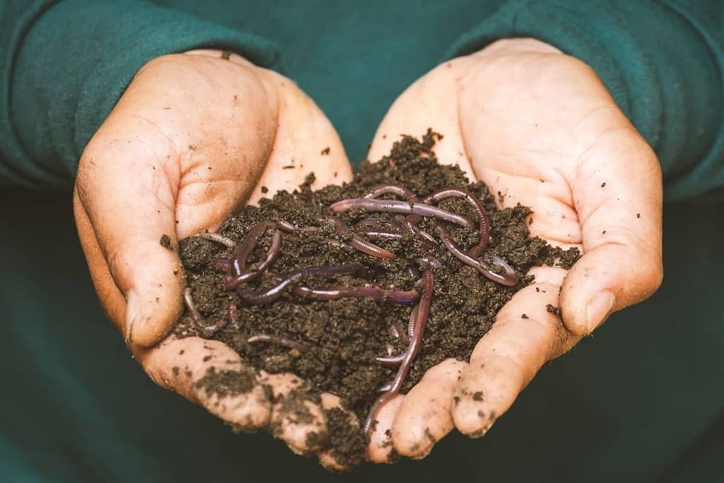 Fertilizing peacock plants