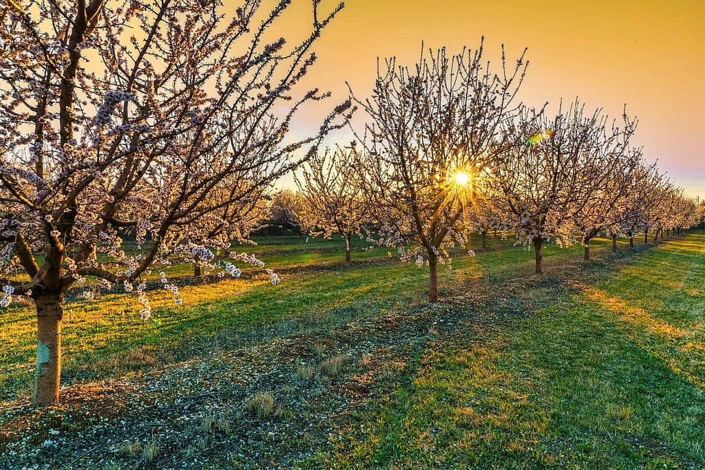 Growing almond trees