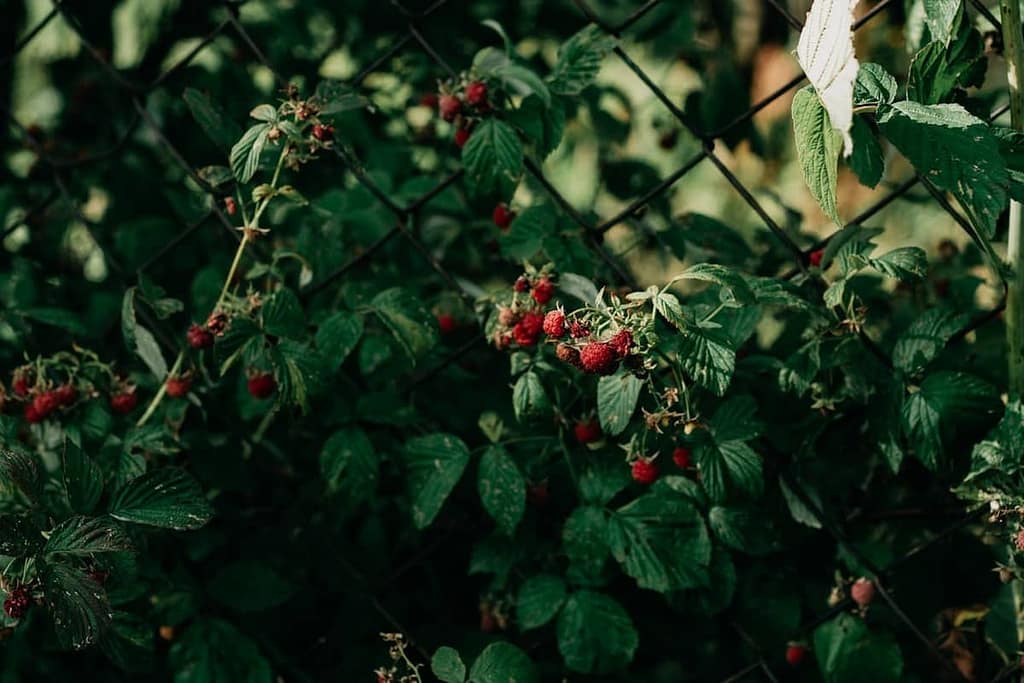 Caring for Raspberries