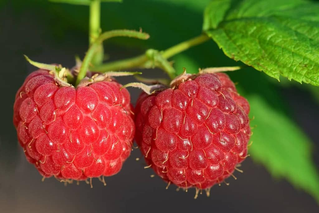 Harvesting Raspberries