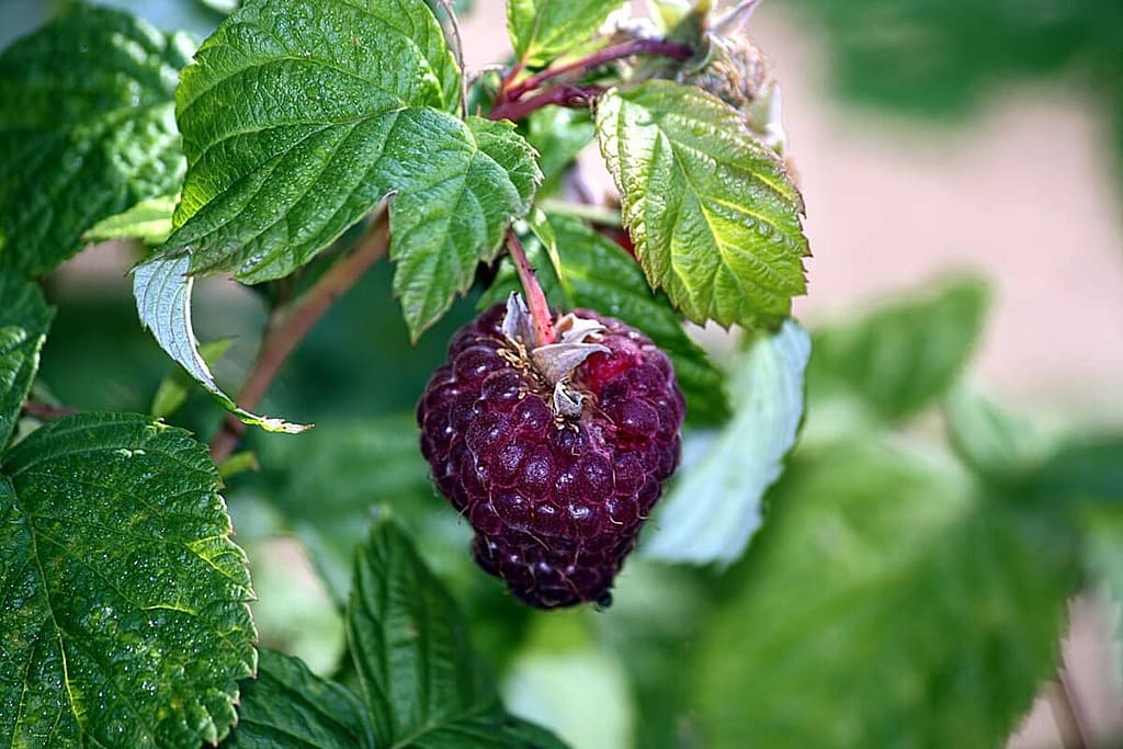 Propagating Raspberry plants