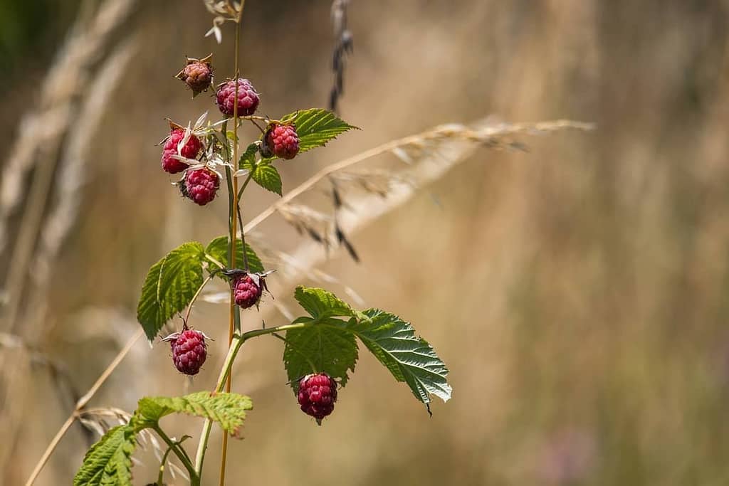 Raspberries - Featured Image