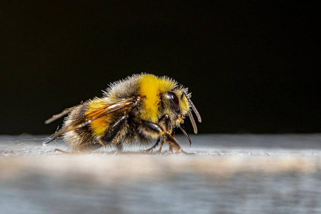 A Social Life The Colony of Bumblebees