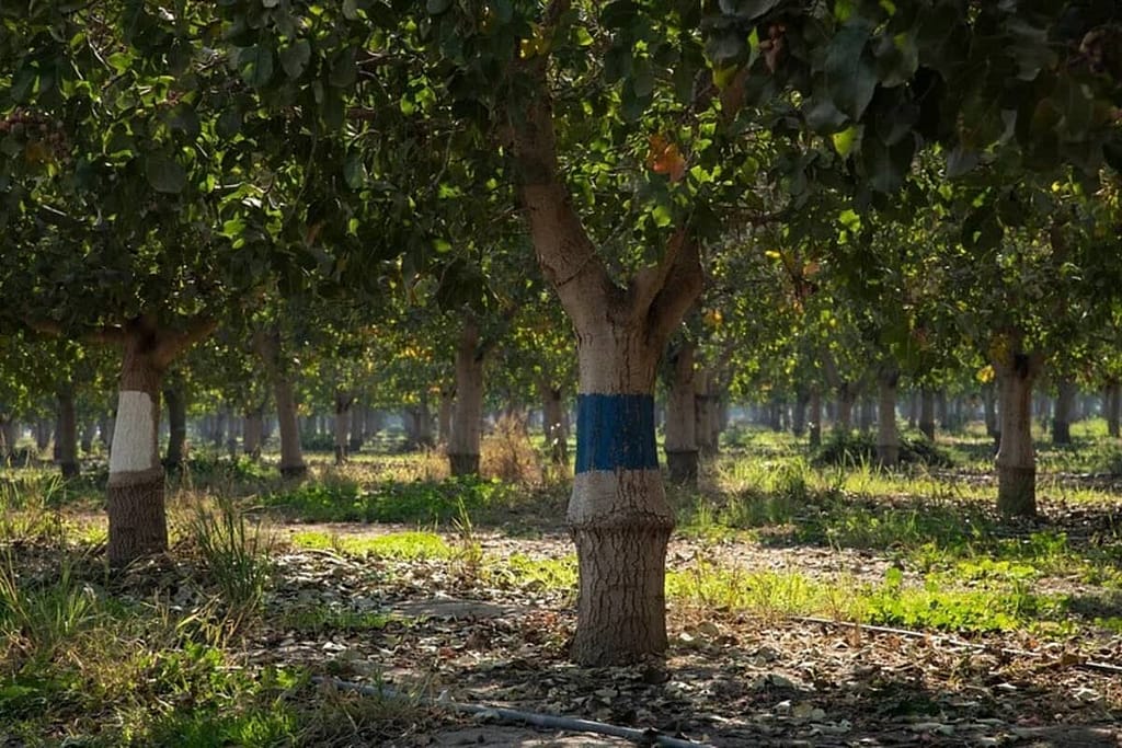 Caring for Pistachio Trees