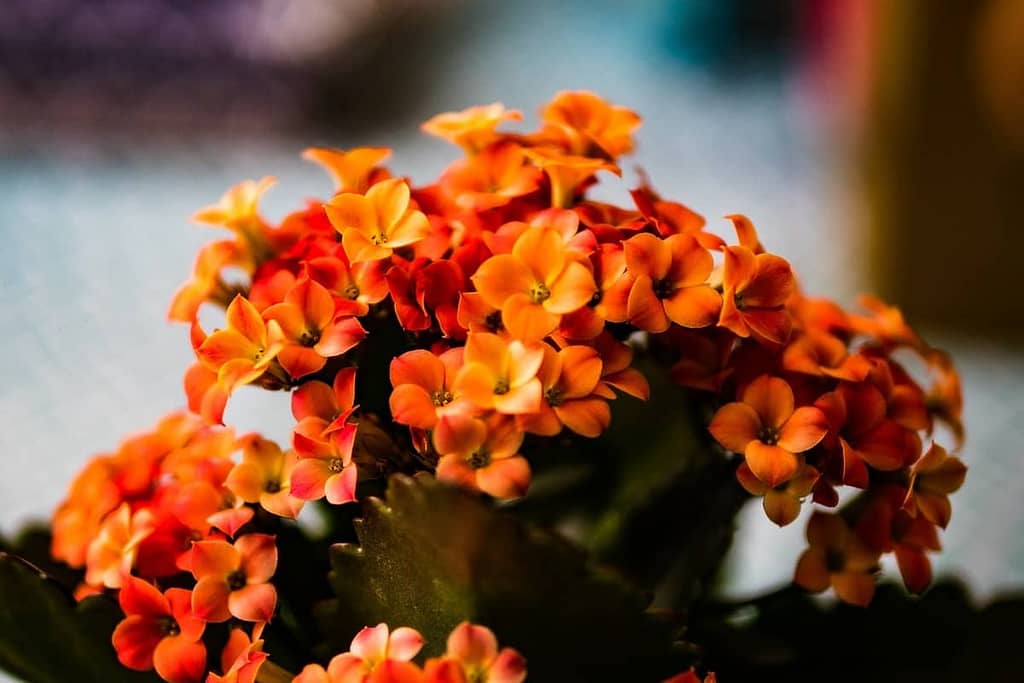 Caring for Your Kalanchoe Plants