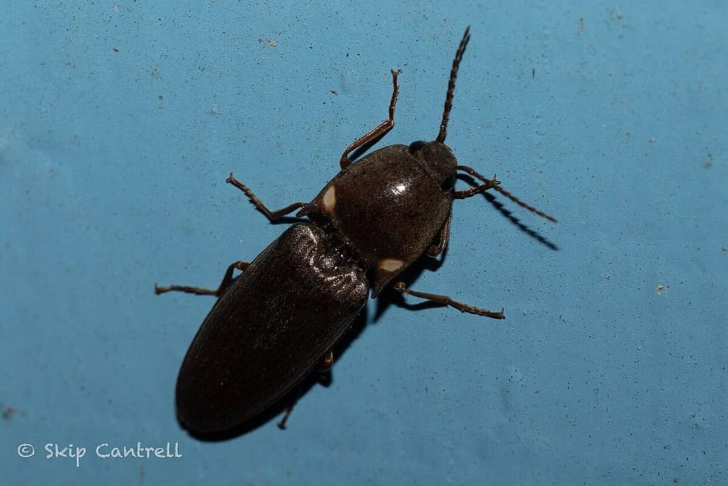 Glowing Click Beetles