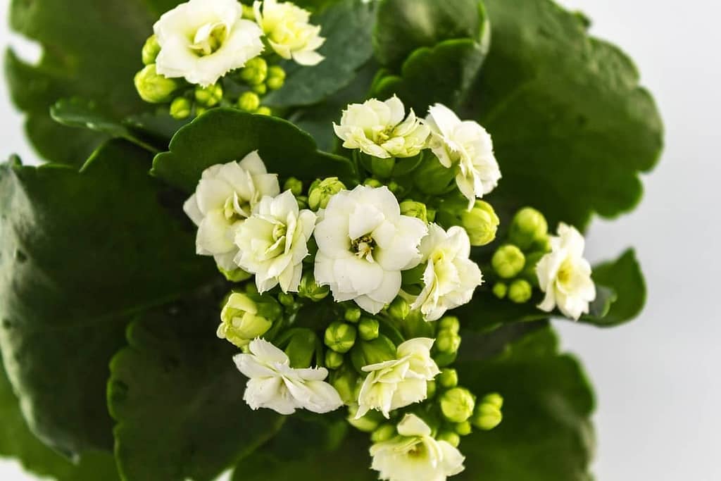 How to Encourage Your Kalanchoe to Bloom