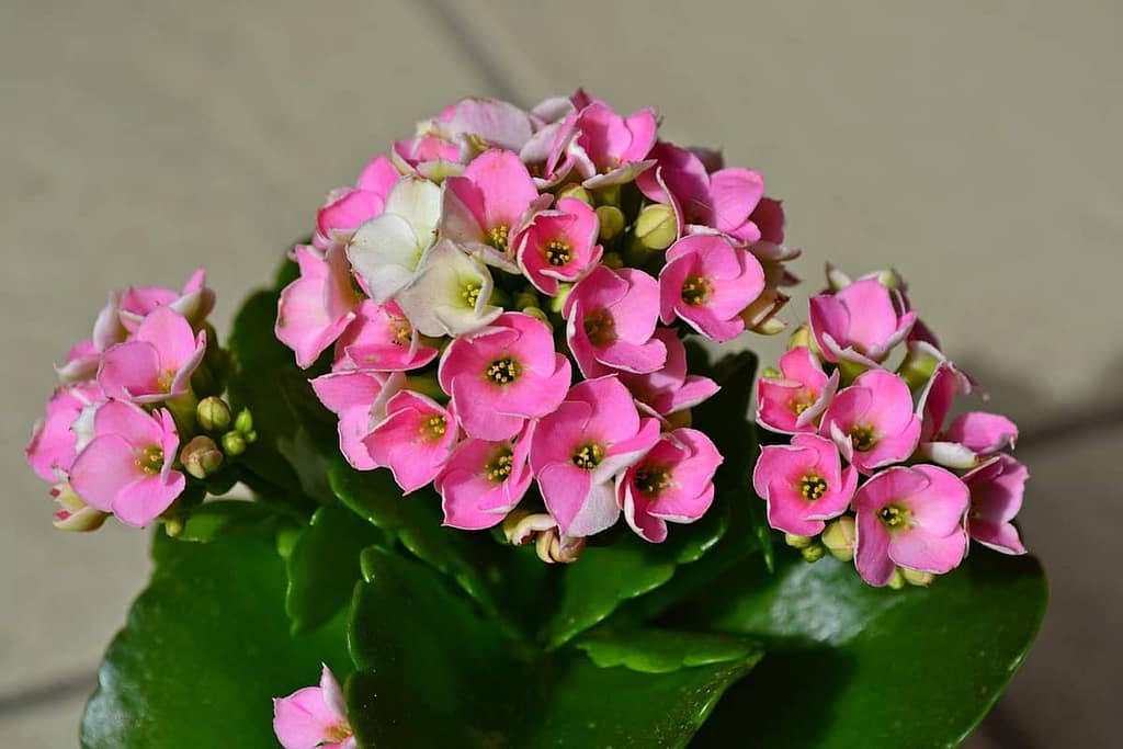 Kalanchoe - The Low-Maintenance Marvel for Your Home and Garden