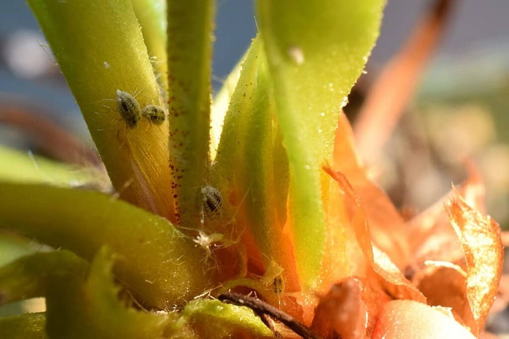 Mealybugs