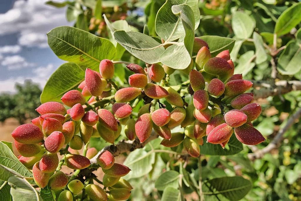 Pistachio Trees - Featured Image