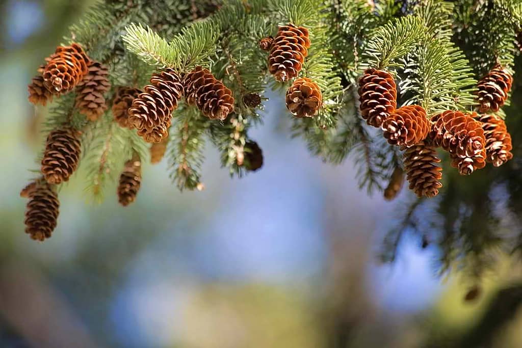 Resilient Plants