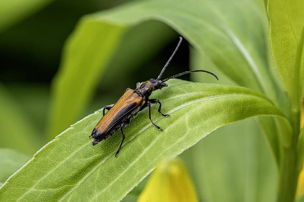 click beetles - Featured Image