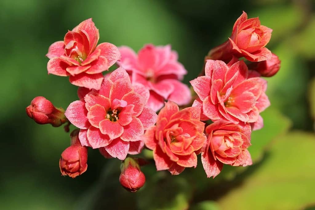 kalanchoe - Featured Image