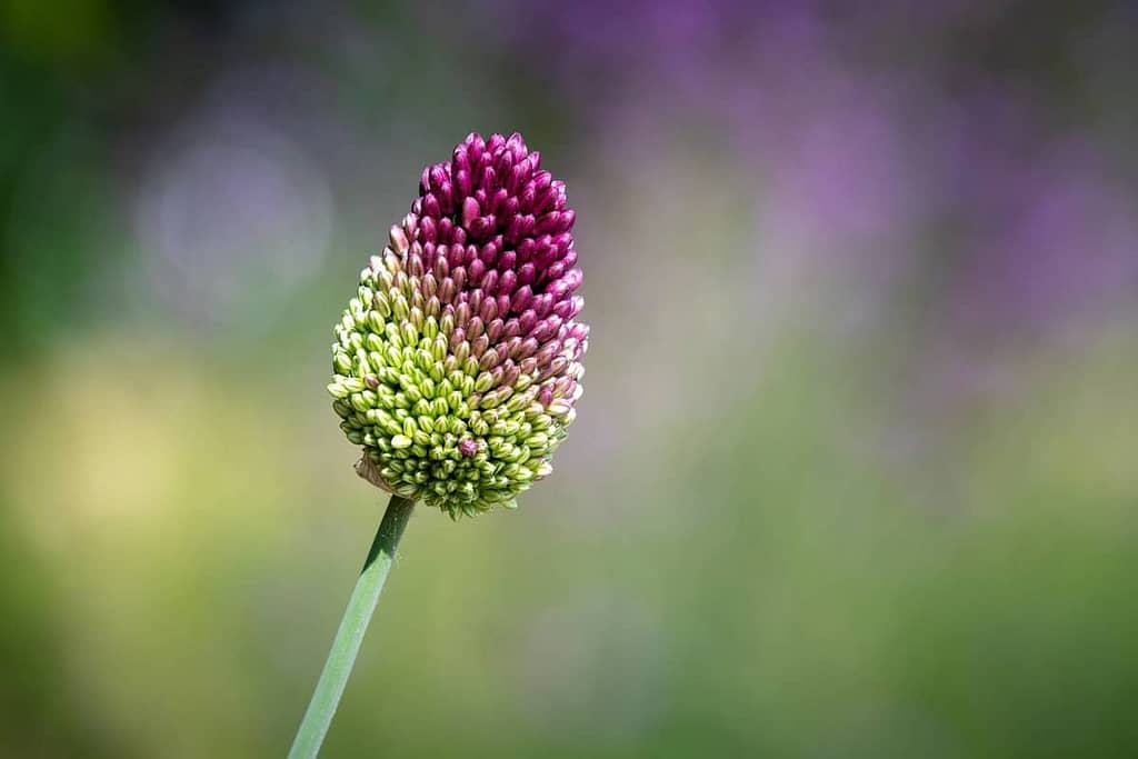 Drumstick Alliums - Feature Image