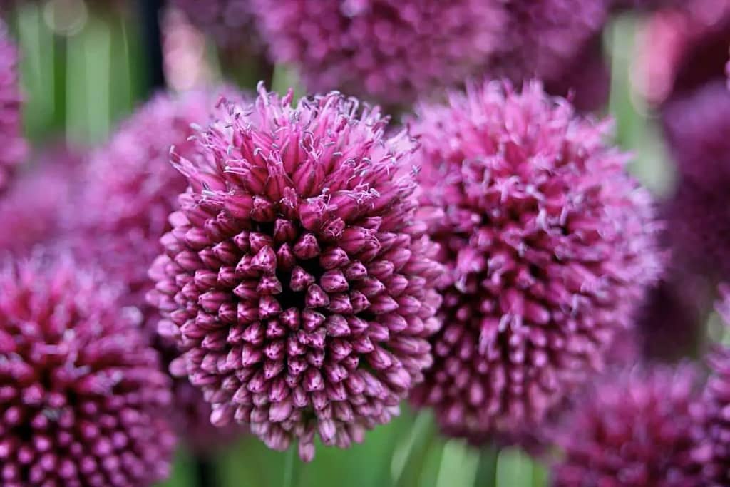 Drumstick Alliums- Striking yet Potentially Invasive Garden Addition