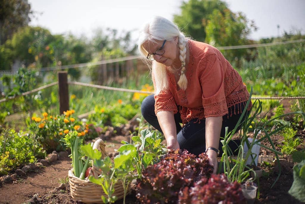 Cultivate Your Culinary Favorites - vegetable garden
